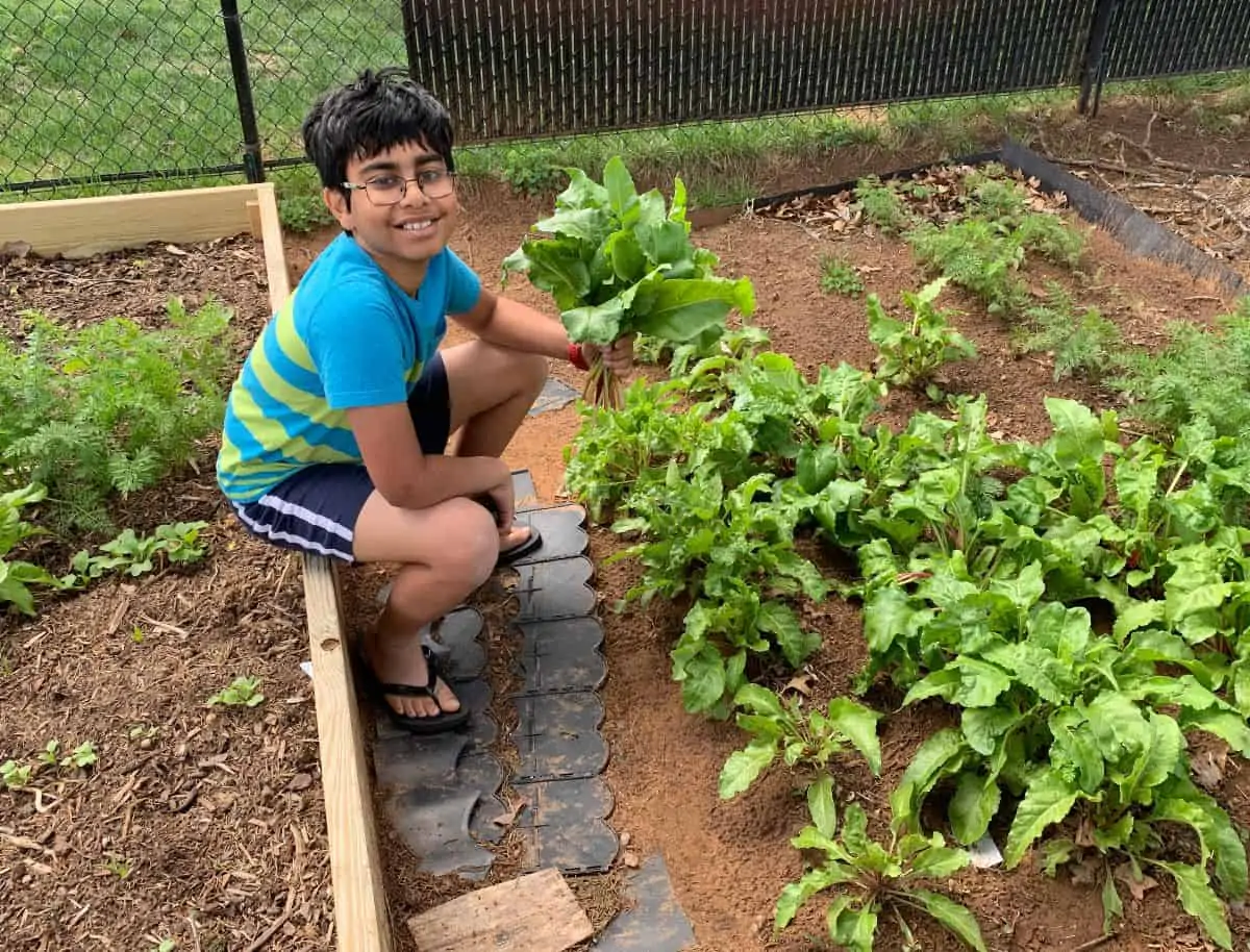 harvesting beet greens from the garden