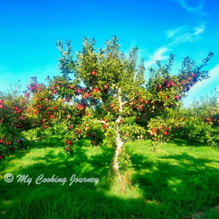 Apple tree with fruits - Feature Image