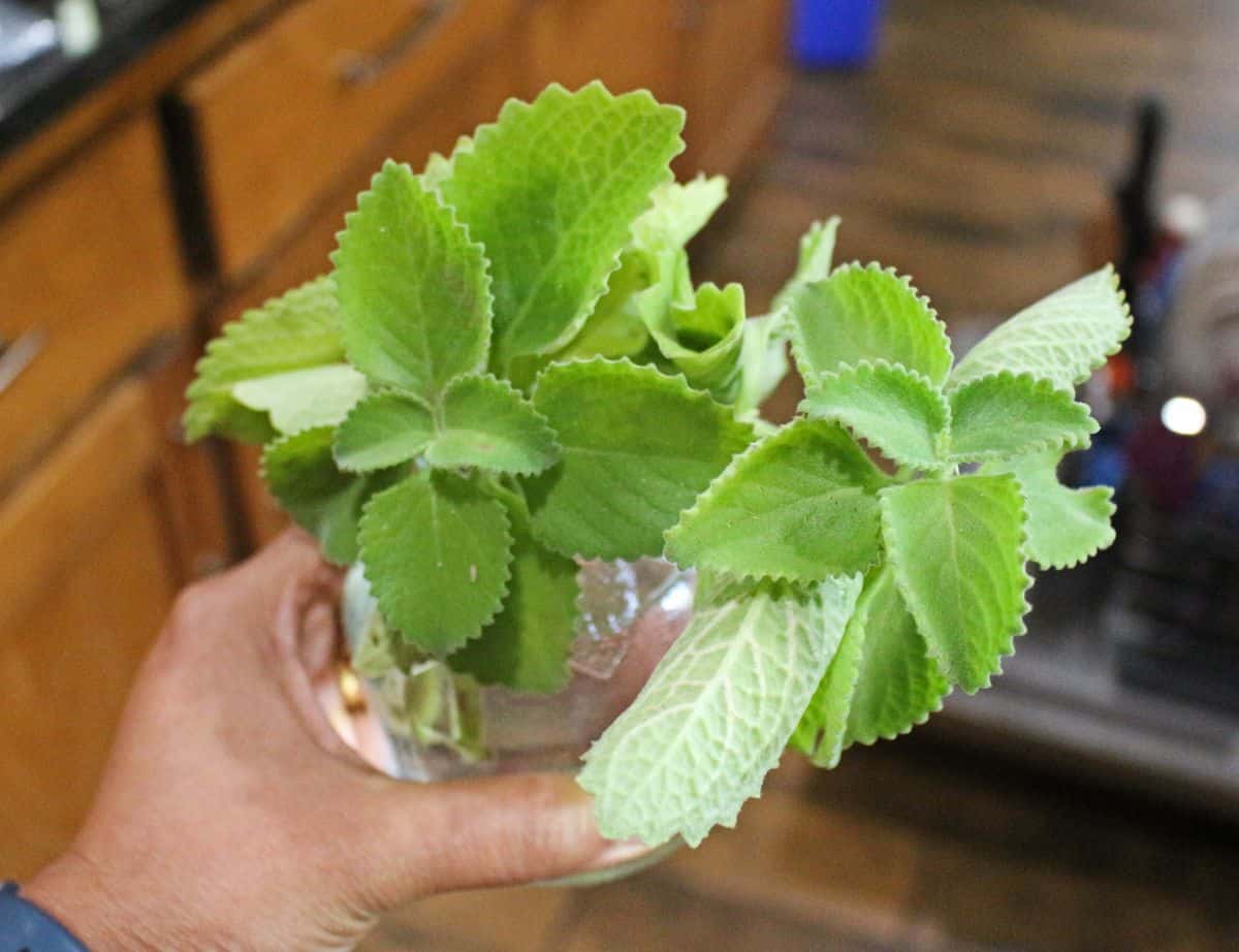 karpooravalli leaves